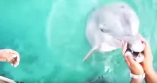 delfin salvează un iPhone de pe fundul oceanului